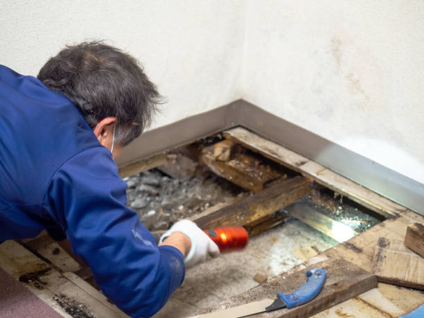 Best Affordable Mold Removal  in Danville, VA