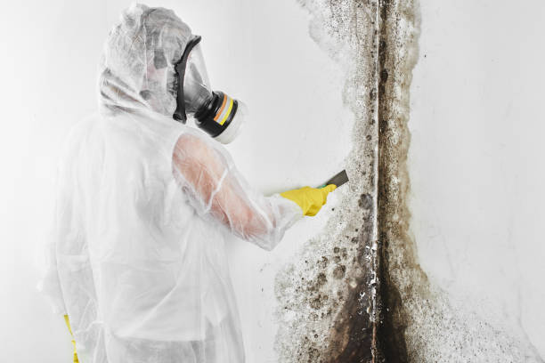 Danville, VA Mold Removal Company