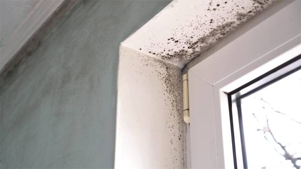 Best Mold Removal Company Near Me  in Danville, VA