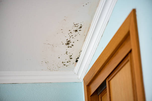 Best Water Damage Restoration  in Danville, VA