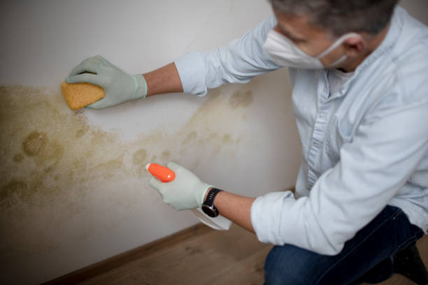 Best Mold Inspection  in Danville, VA