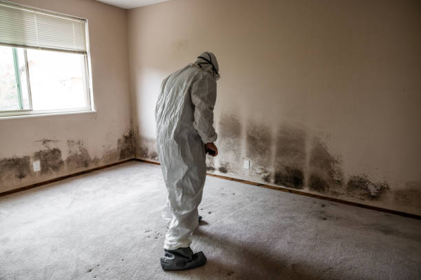 Best Black Mold Removal  in Danville, VA
